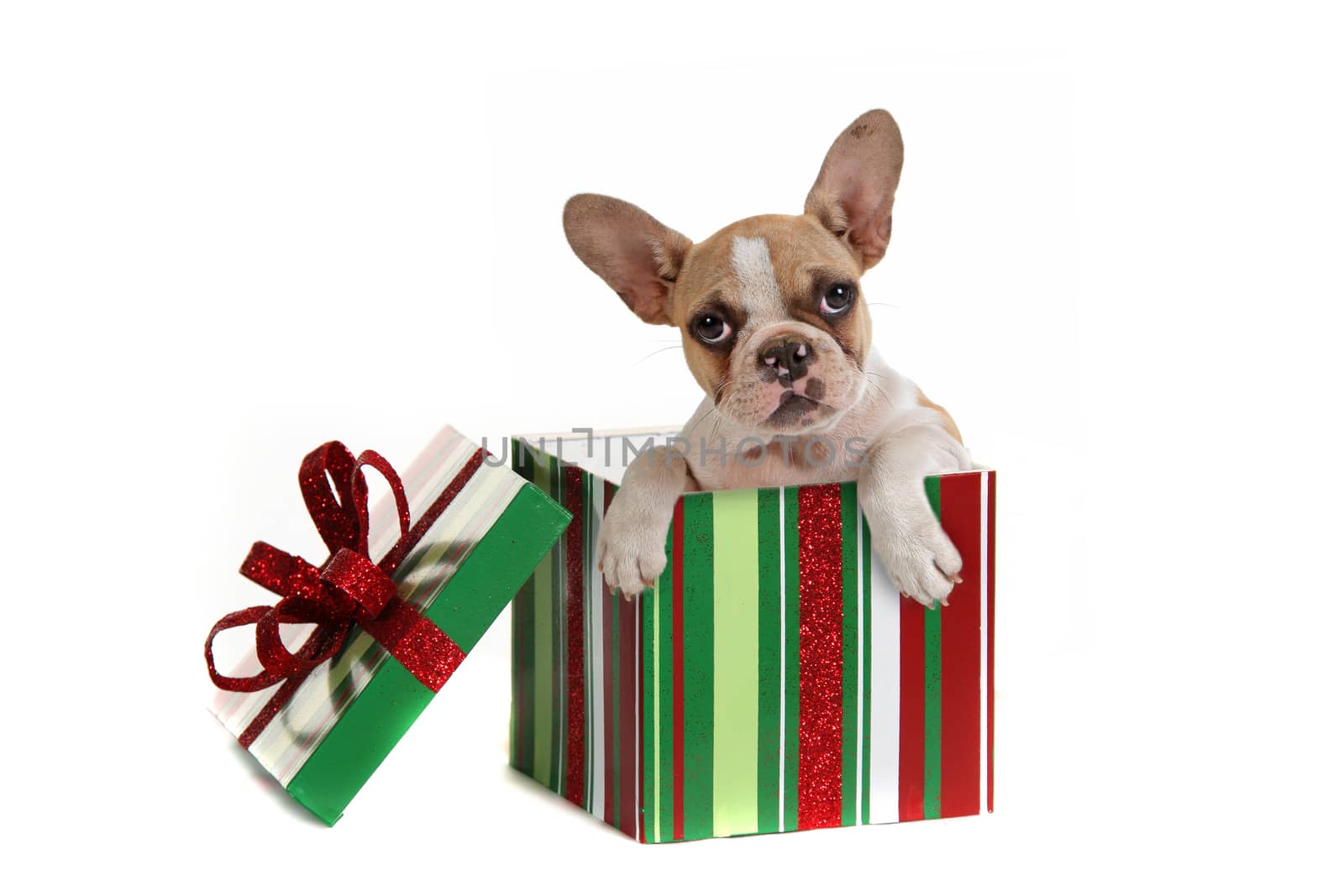 Puppy Dog Inside a Christmas Gift Studio Shot