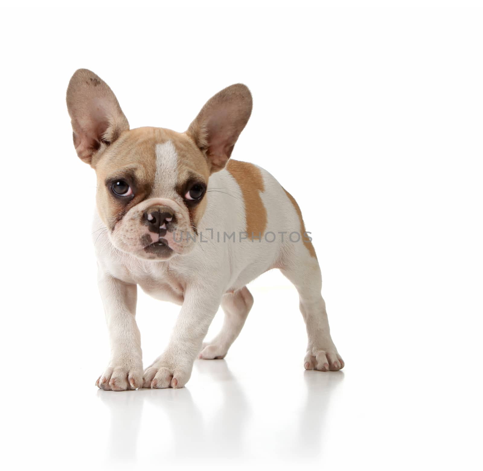 Innocent Puppy Dog Looking Lonely on White Background by tobkatrina