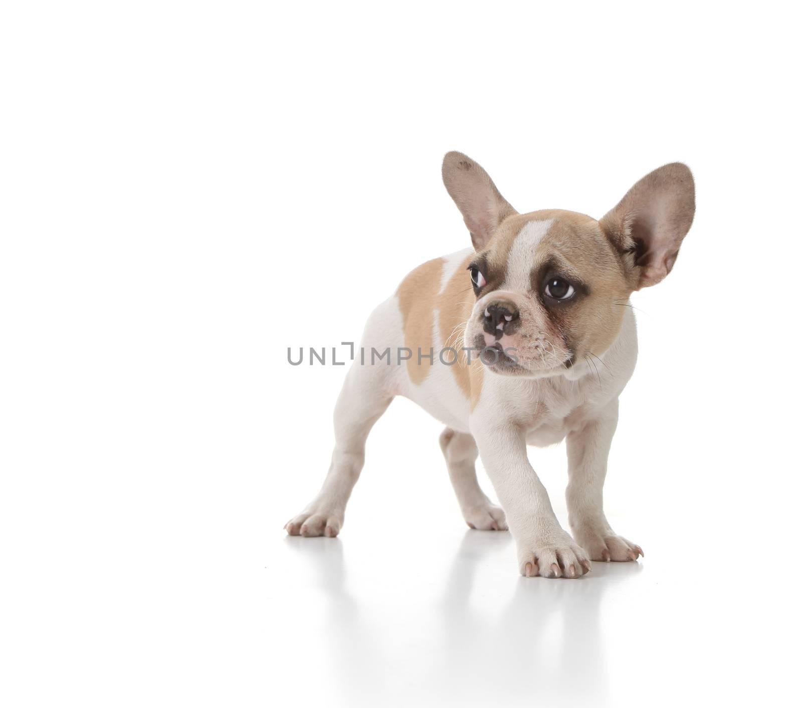 Sweet Timid Puppy Dog Looking to the Side on White Background