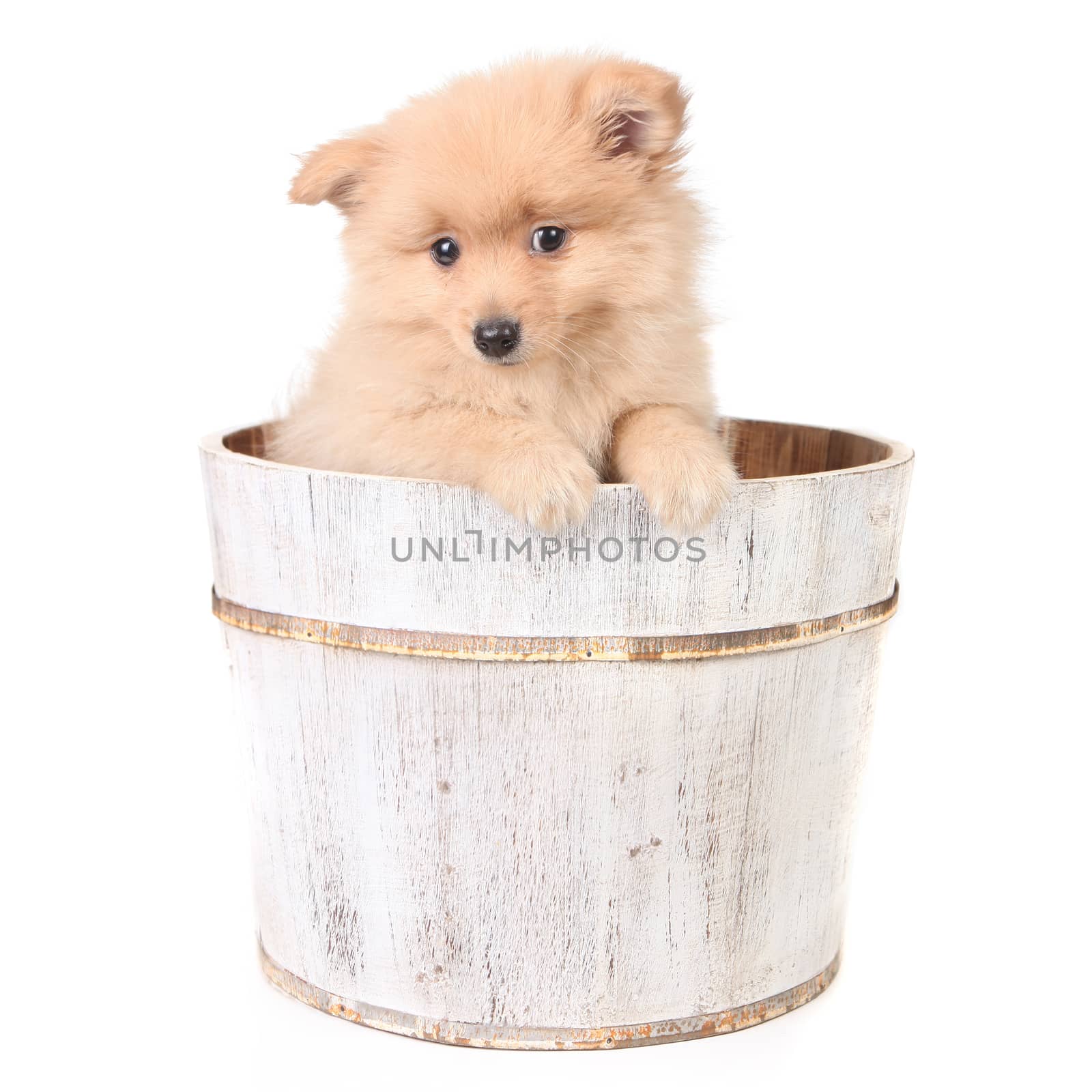 Timid Puppy in a Barrel Looking Curiously  by tobkatrina