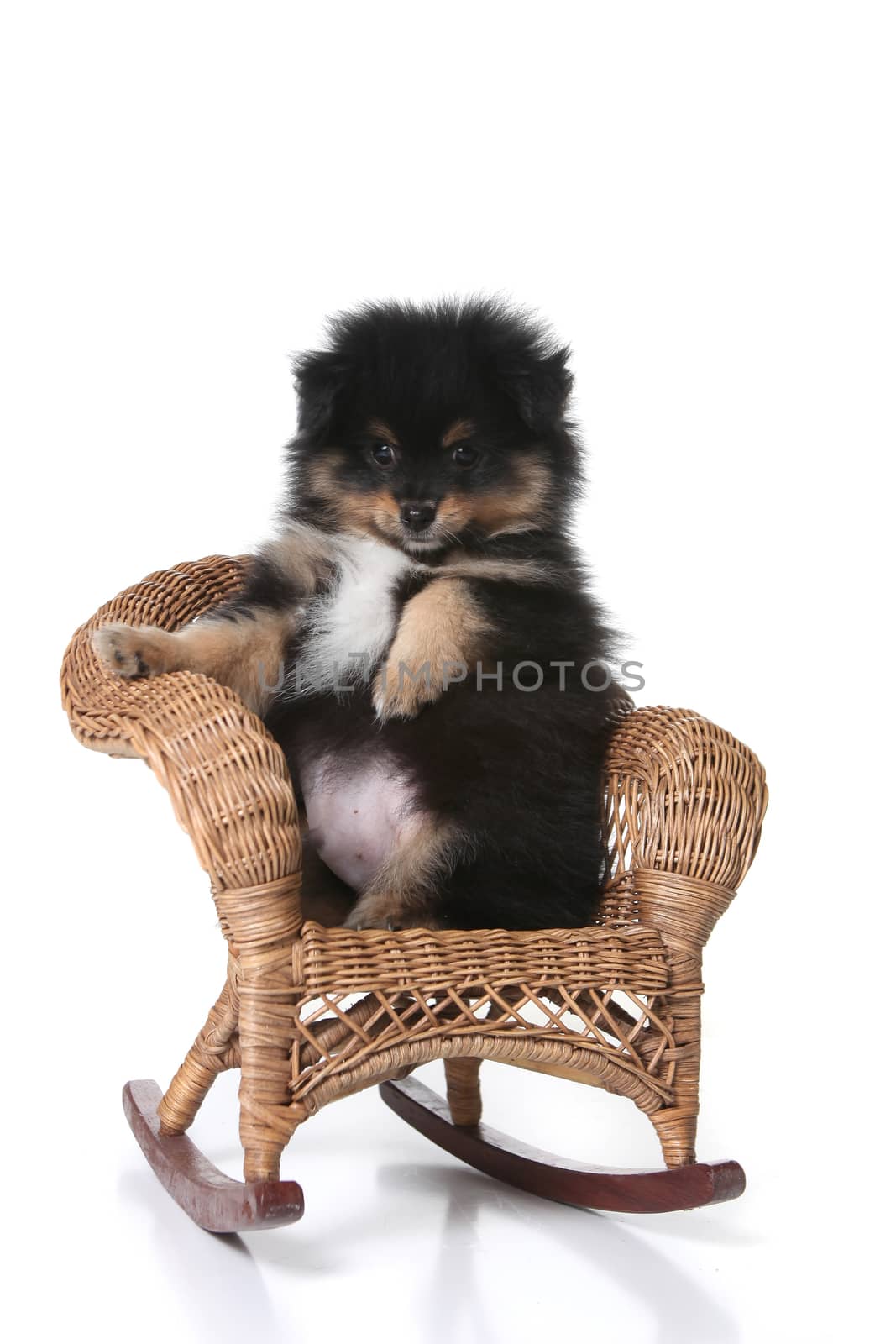 Adorable Puppy Sitting in a Miniature Wicker Chair Posing Upright