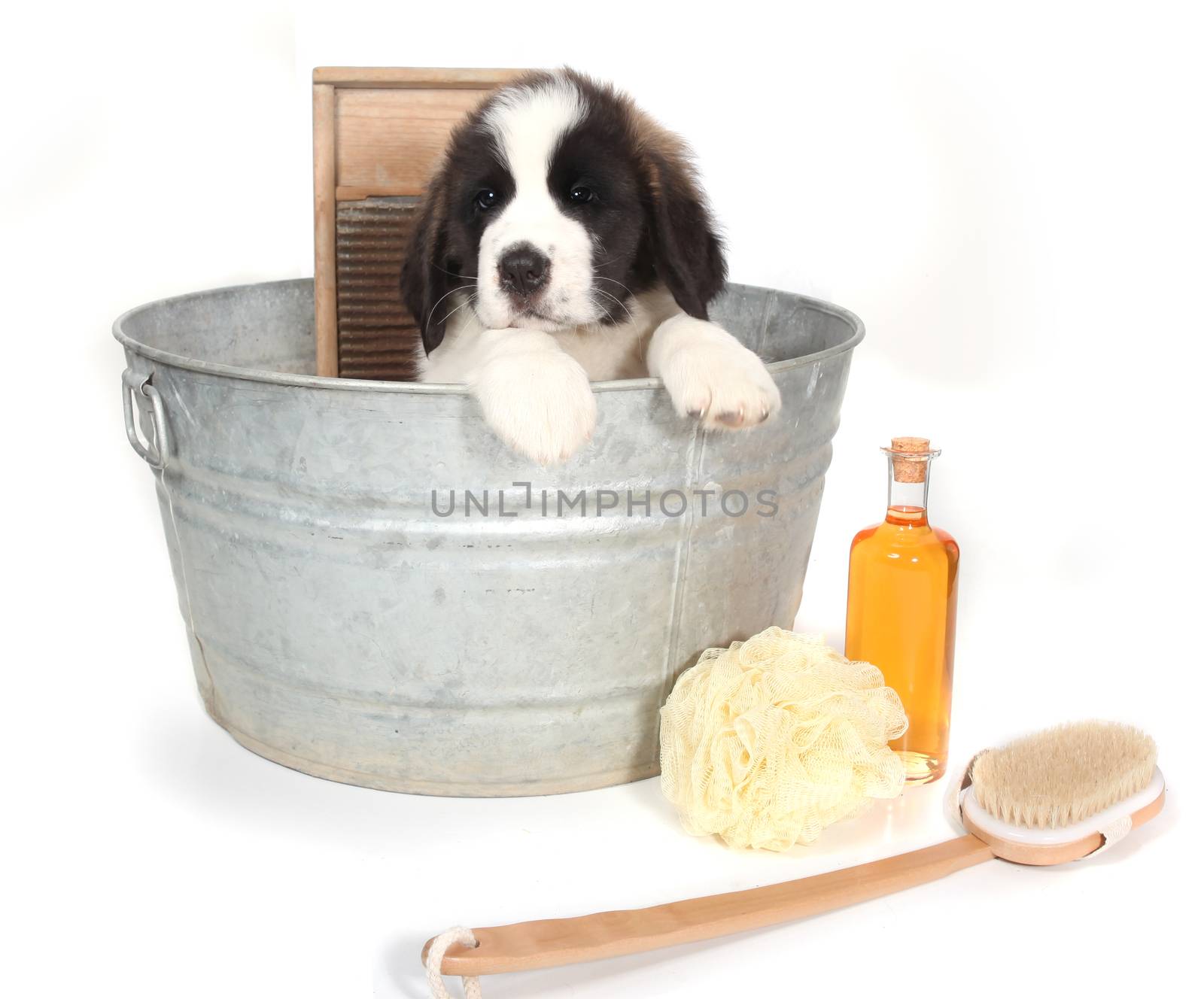 Small Saint Bernard Puppy in a Washtub for Bath Time on White Background