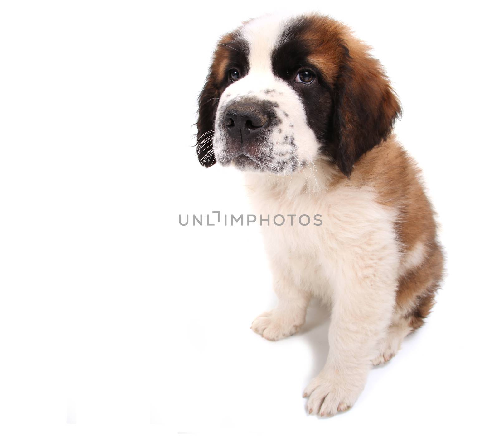Puppy Looking Cute and Sad on White Background Sitting Sideways by tobkatrina