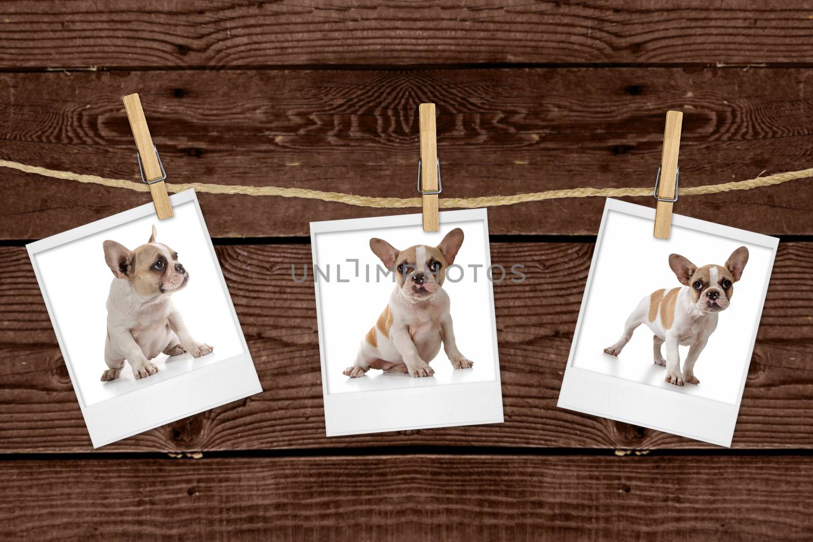  Pictures Hanging on a Rope of an Adorable Puppy by tobkatrina