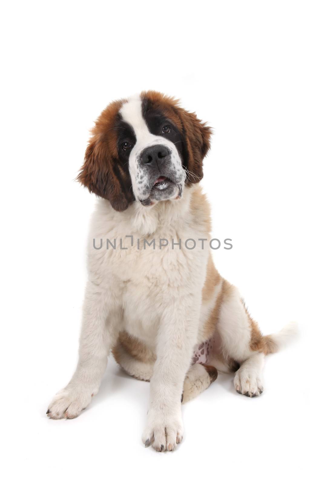 Curious Saint Bernard Puppy Sitting Down With Head Tilted in Studio Shot