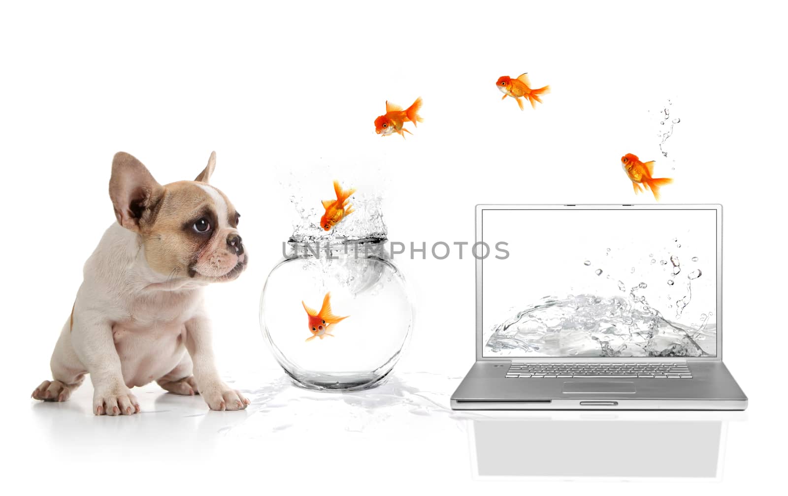 Cute Puppy Watching Goldfish Escaping the Virtual World by tobkatrina