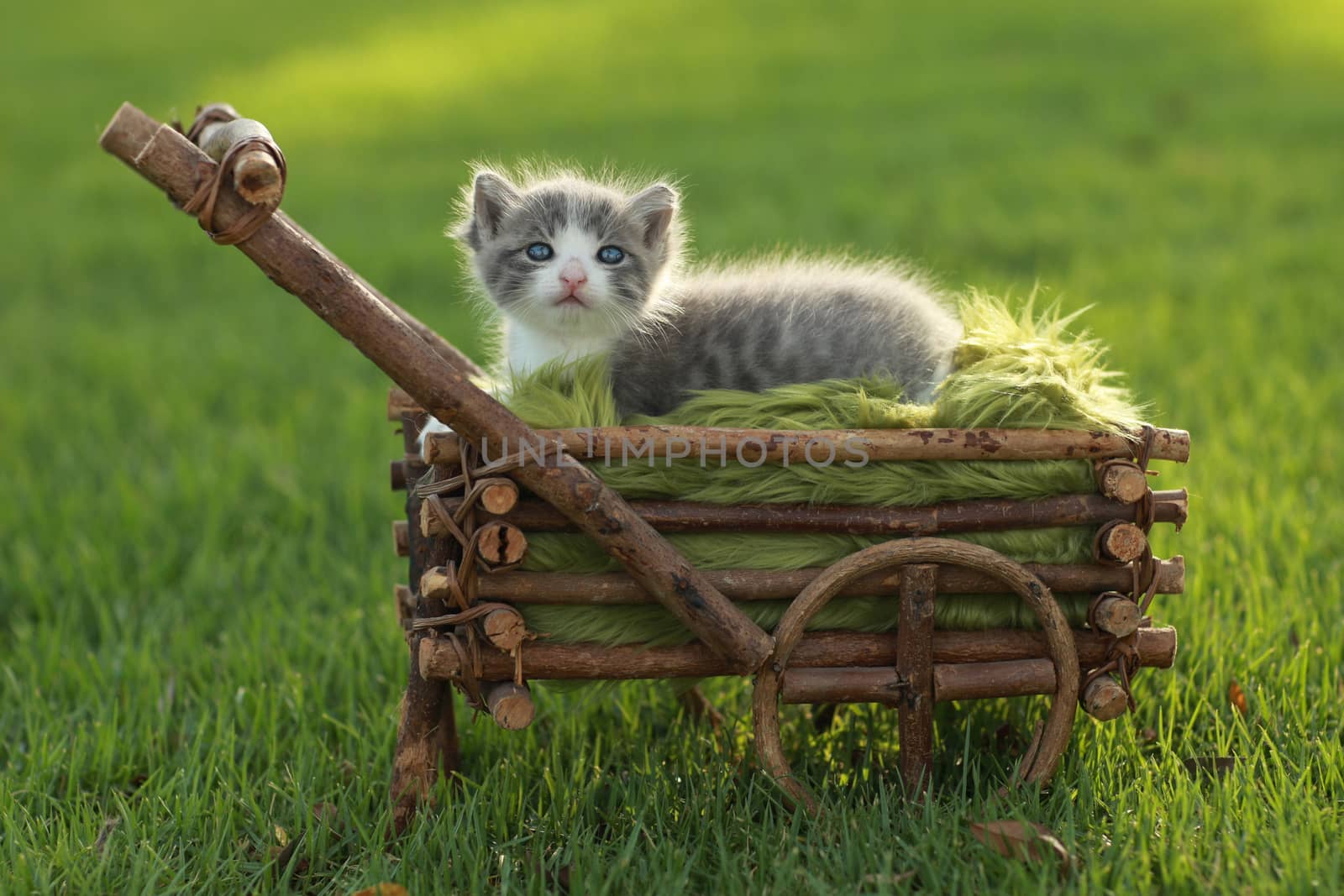 Adorable Baby Kitten Outdoors in Grass