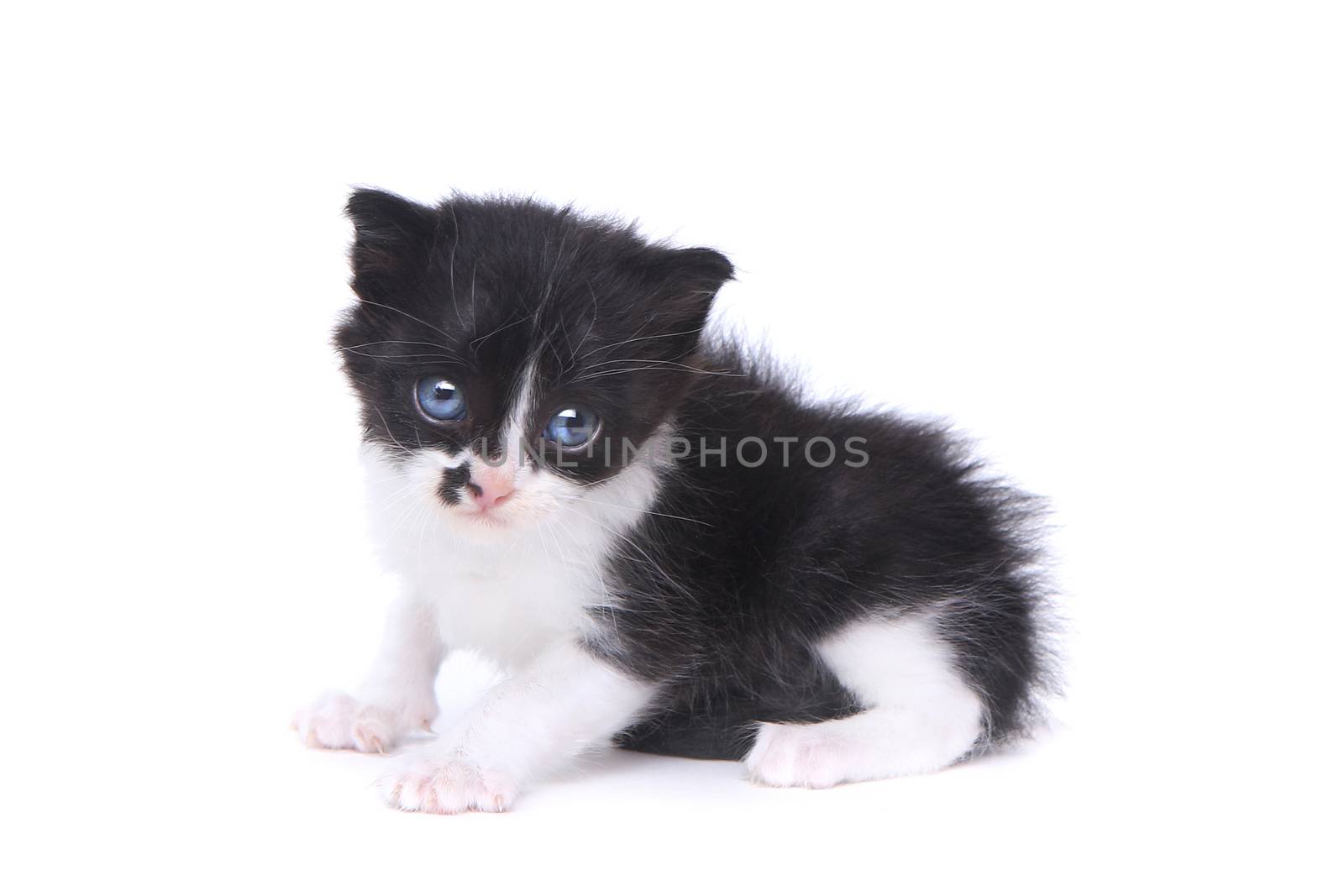 Cute Baby Tuxedo Style Kitten On White Background by tobkatrina