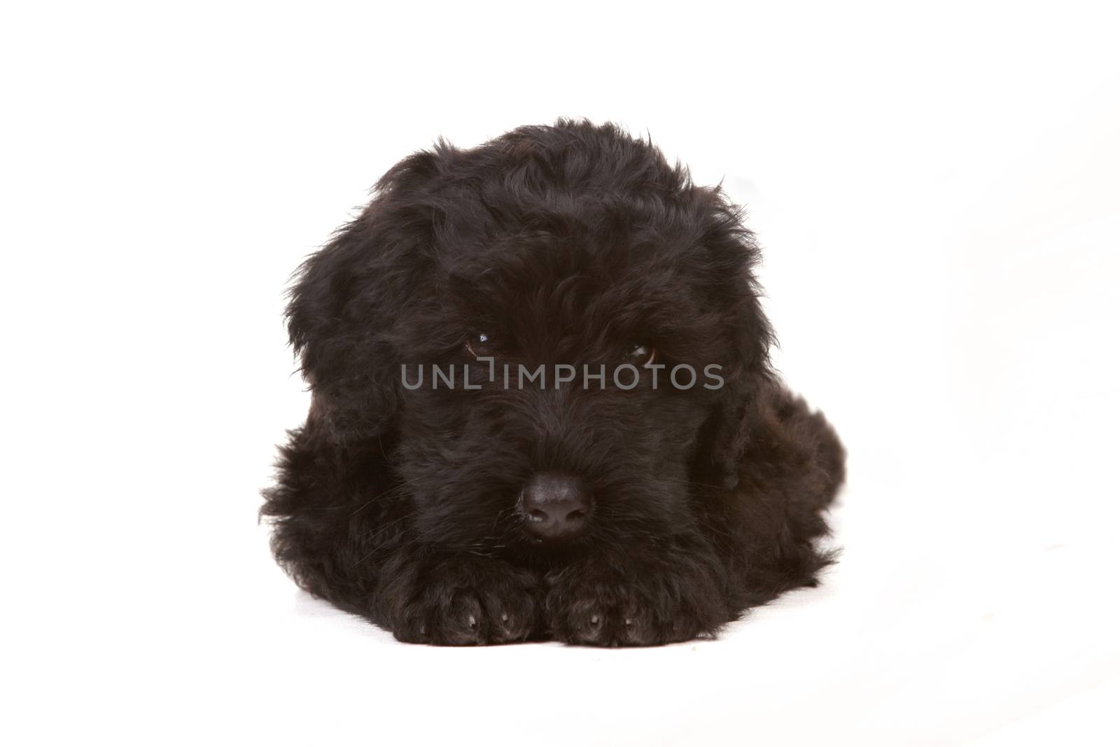 Little Black Russian Terrier Puppy on White Background by tobkatrina