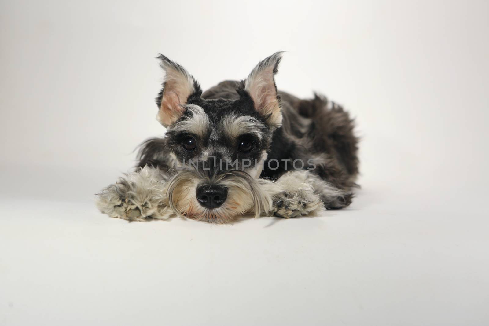 Miniature Schnauzer Puppy Dog on White Background