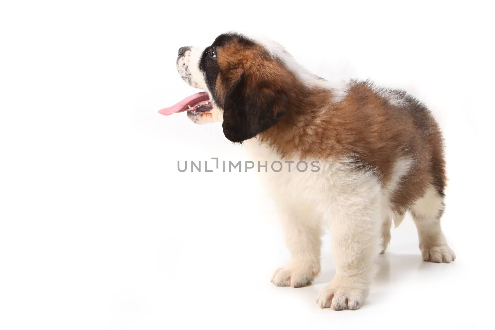 Panting Happy Saint Bernard Looking up and Sideways on White Background