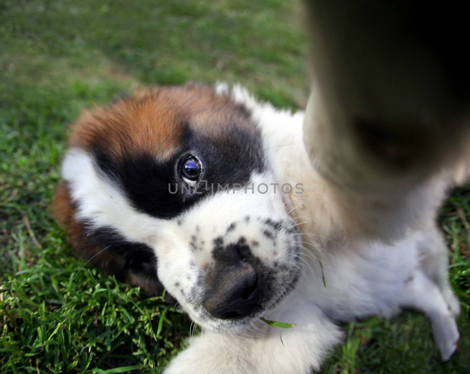 Closeup Perspective of a Saint Bernard Puppy Outdoors by tobkatrina