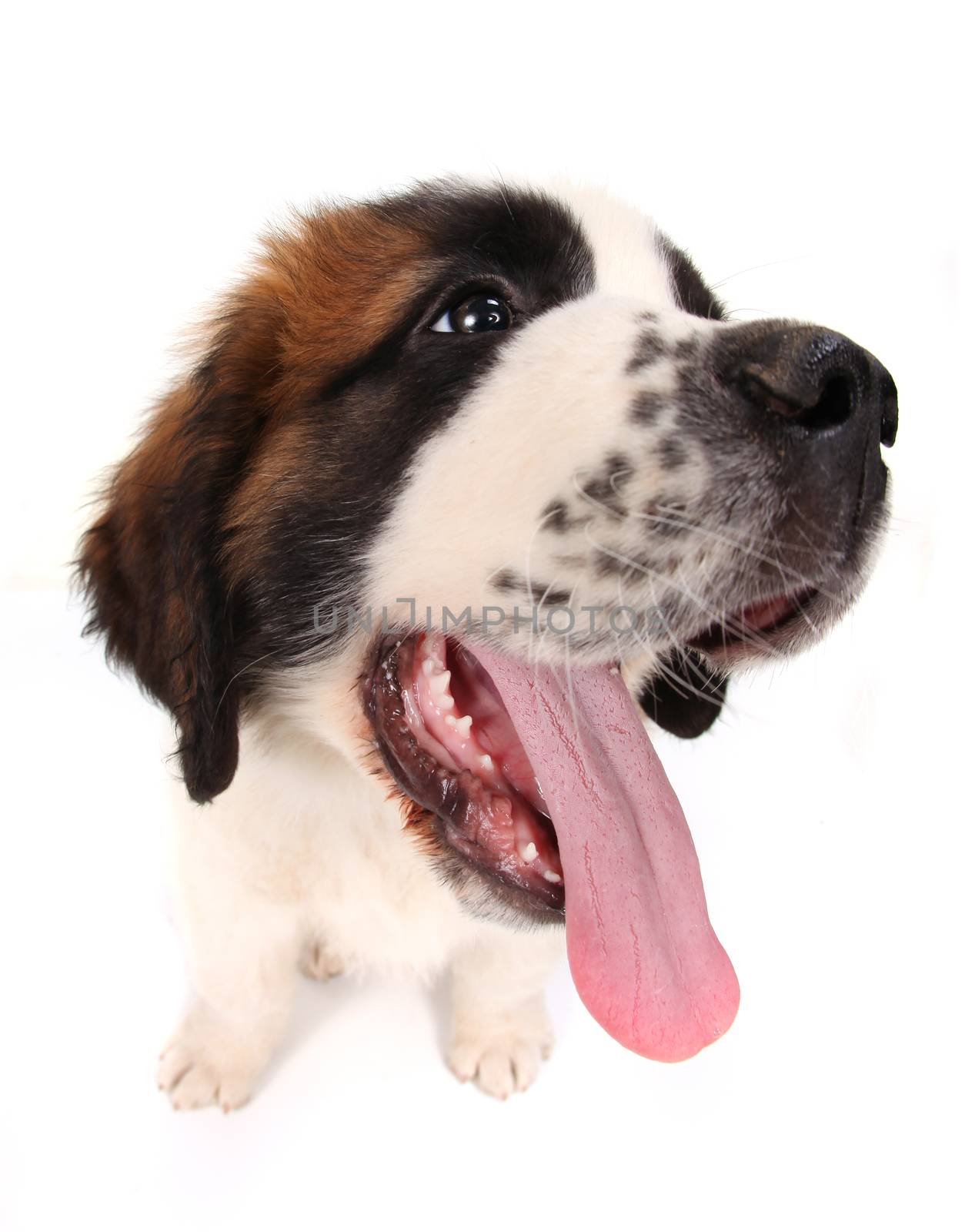 Saint Bernard Puppy Looking Sideways on White Background by tobkatrina