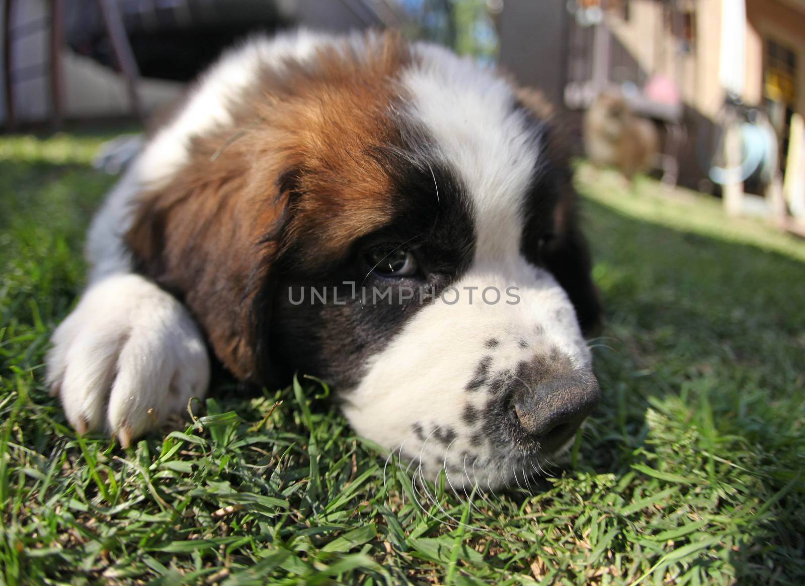 Sweet Saint Bernard Puppy Lying in the Grass Looking Sad