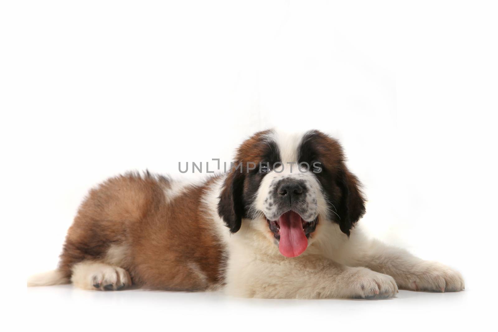 Happy Panting Saint Bernard Puppy Lying on His Stomach Against White Background