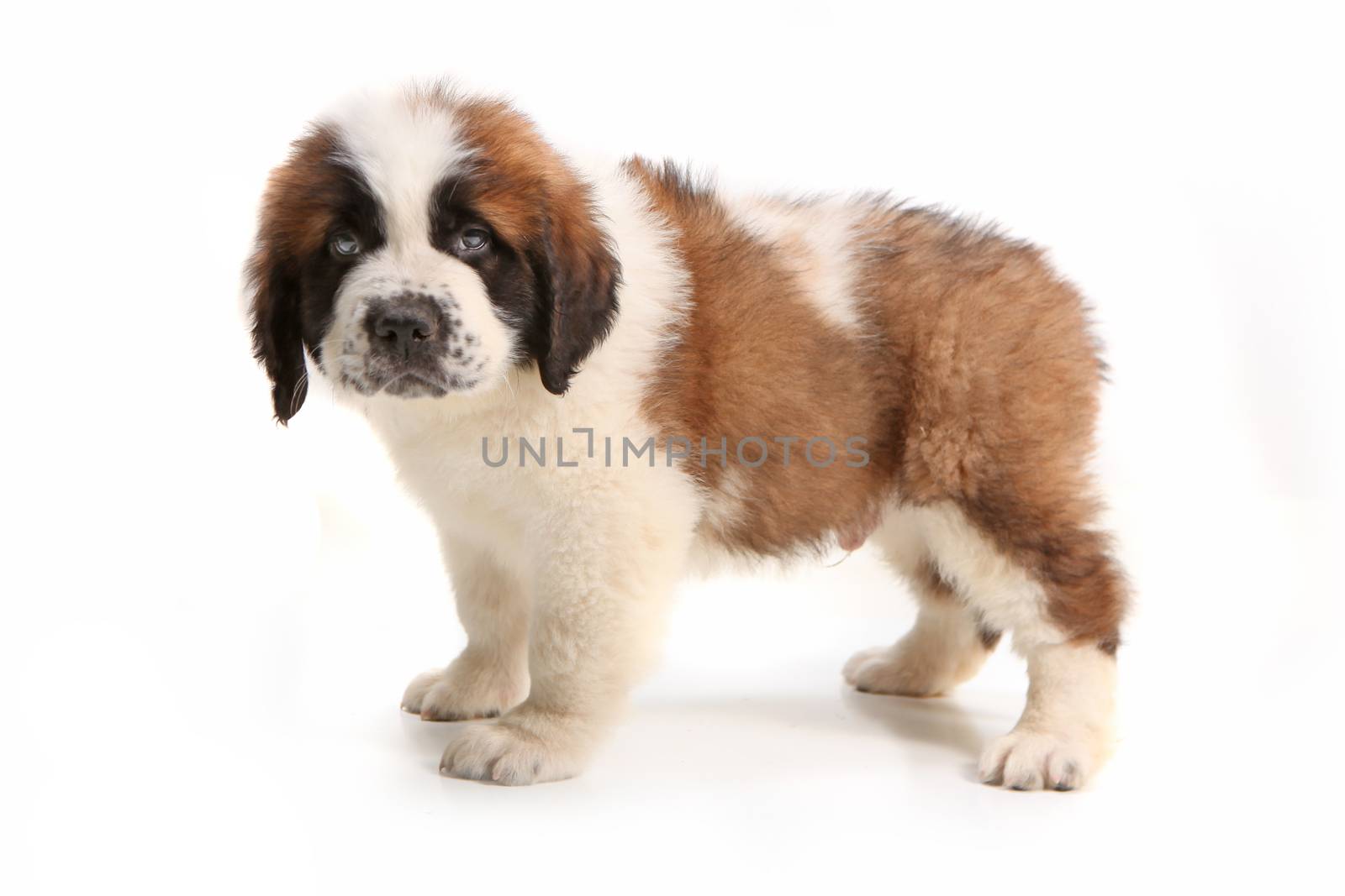 Side View of Saint Bernard Puppy Looking Droopy by tobkatrina