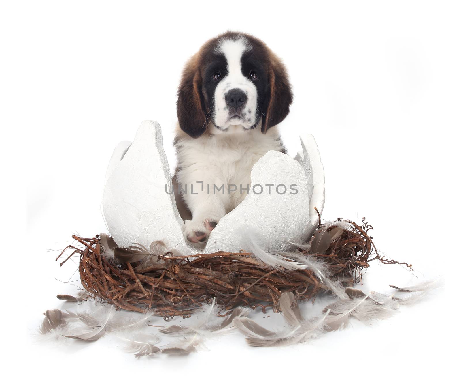 Young Saint Bernard Puppy Sitting in a Cracked Egg With Feathers
