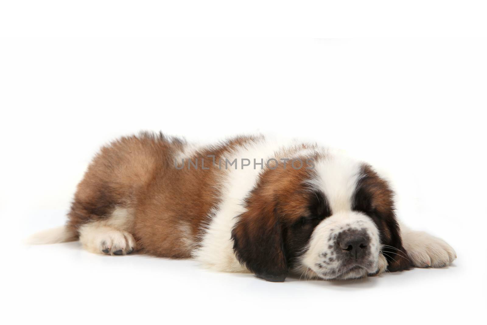 Sleeping Saint Bernard Puppy Lying on a  White Background