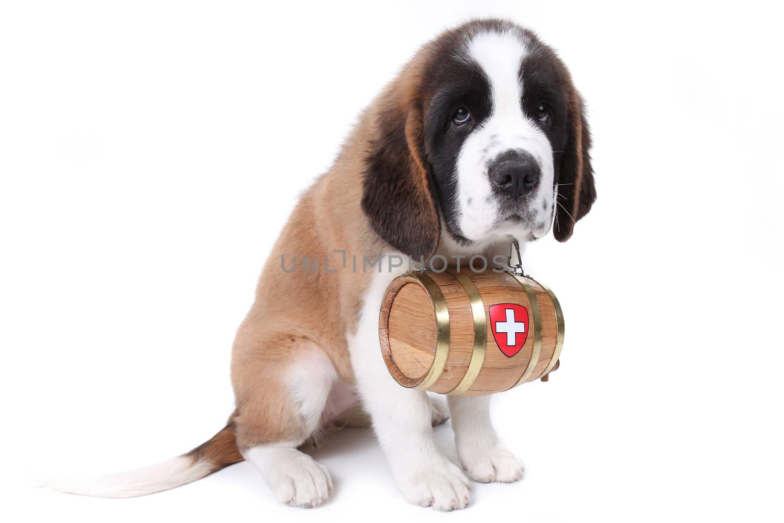 A Saint Bernard puppy with rescue barrel around the neck by tobkatrina
