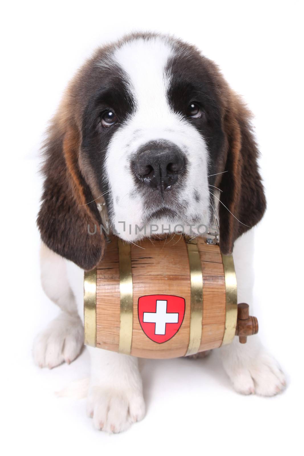 A Saint Bernard puppy with rescue barrel around the neck by tobkatrina