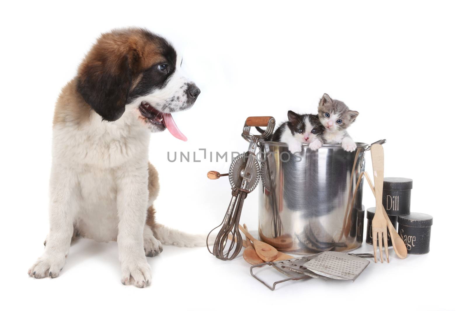  Funny Image of Saint Bernard Watching Kittens in a Cooking Pot