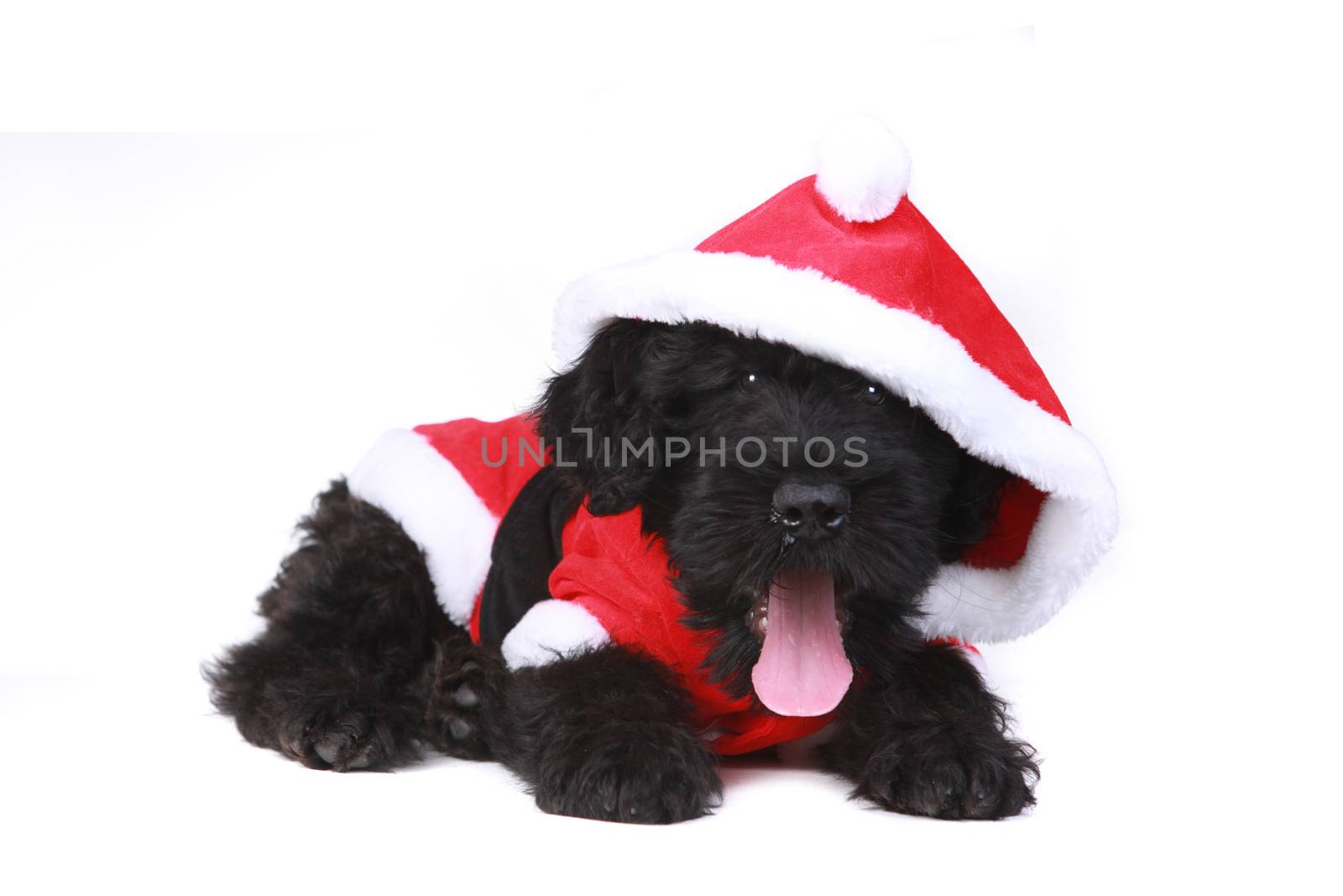 Cute Black Russian Terrier Puppy Dog as Santa on White Backgroun by tobkatrina