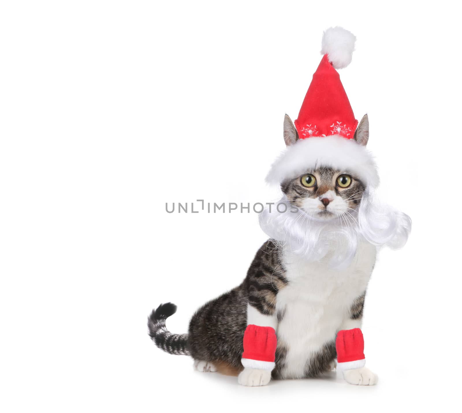 Humorous Cat Wearing a Santa Claus Hat and Beard on White