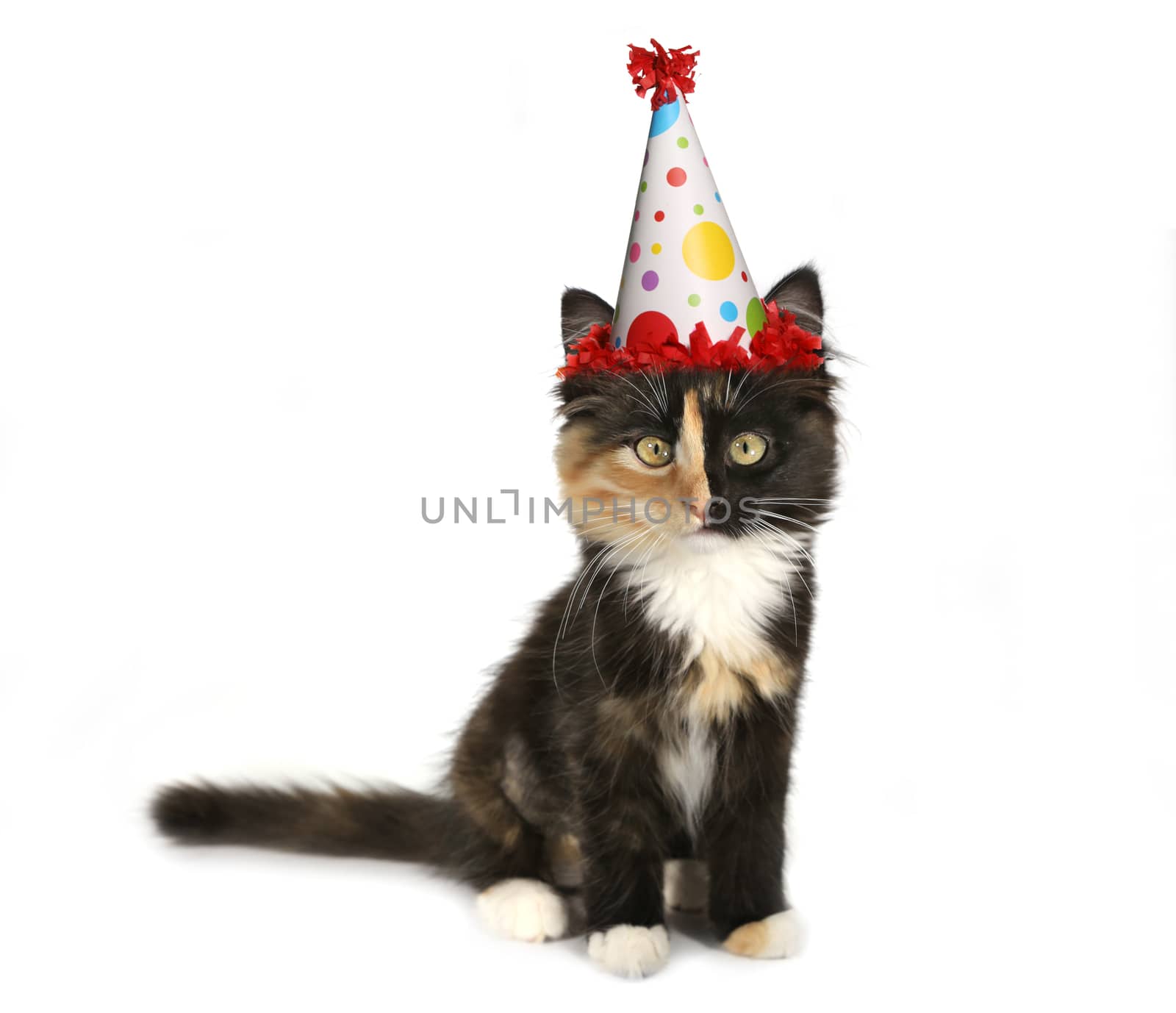 Kitten on a White Background With Birthday Hat