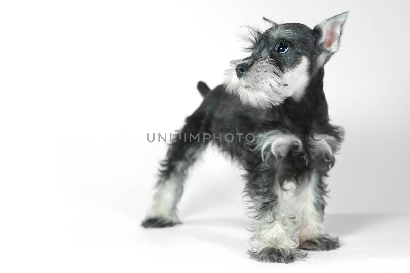 Adorable and Cute Baby Miniature Schnauzer Puppy Dog on White