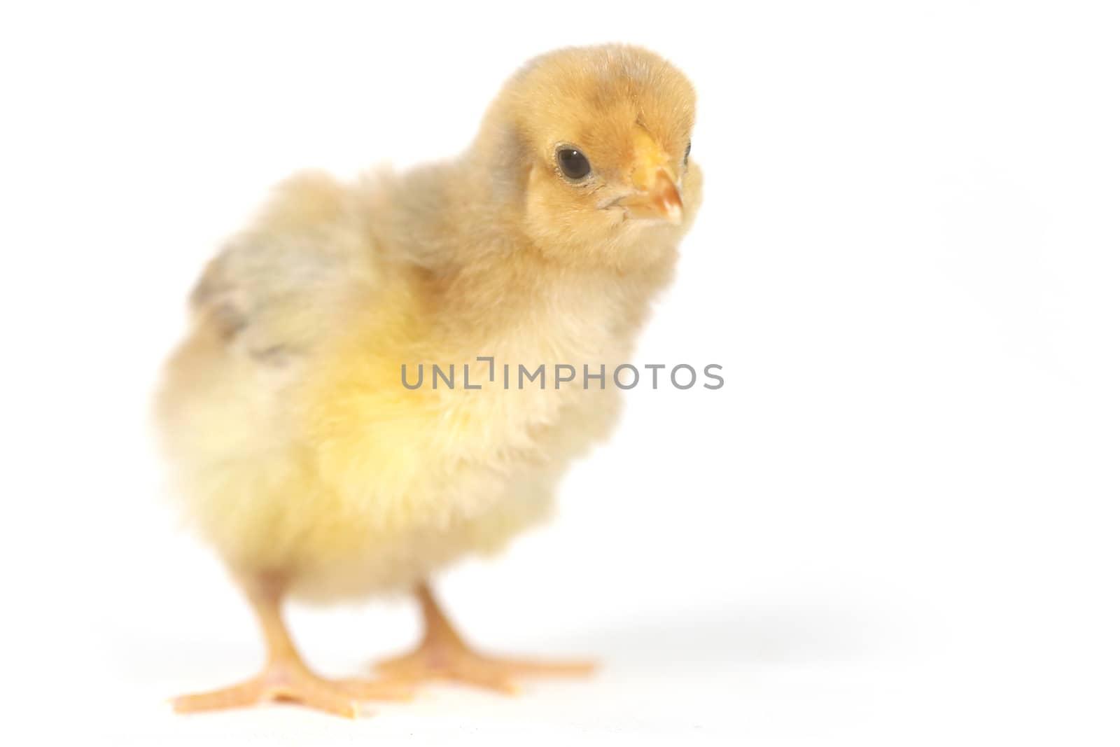 Adorable Baby Chick Chicken on White Background by tobkatrina