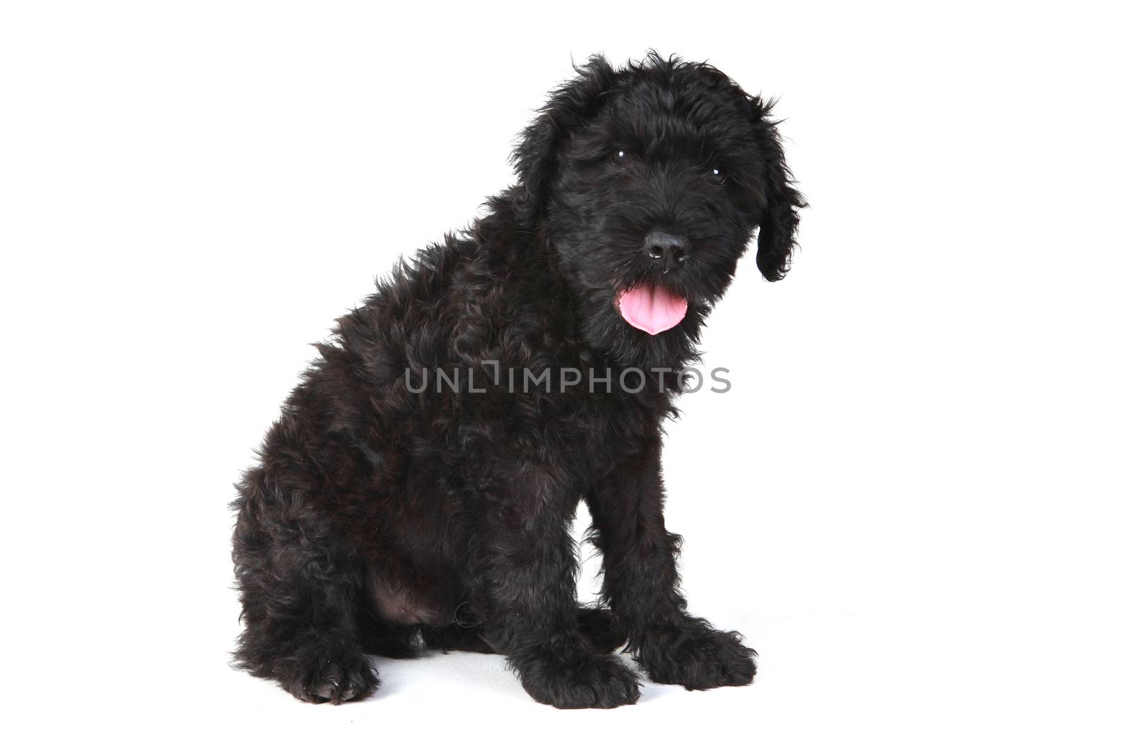 Cute Black Russian Terrier Puppy Dog on White Background by tobkatrina