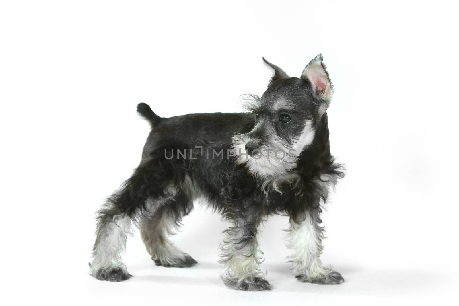 Adorable and Cute Baby Miniature Schnauzer Puppy Dog on White