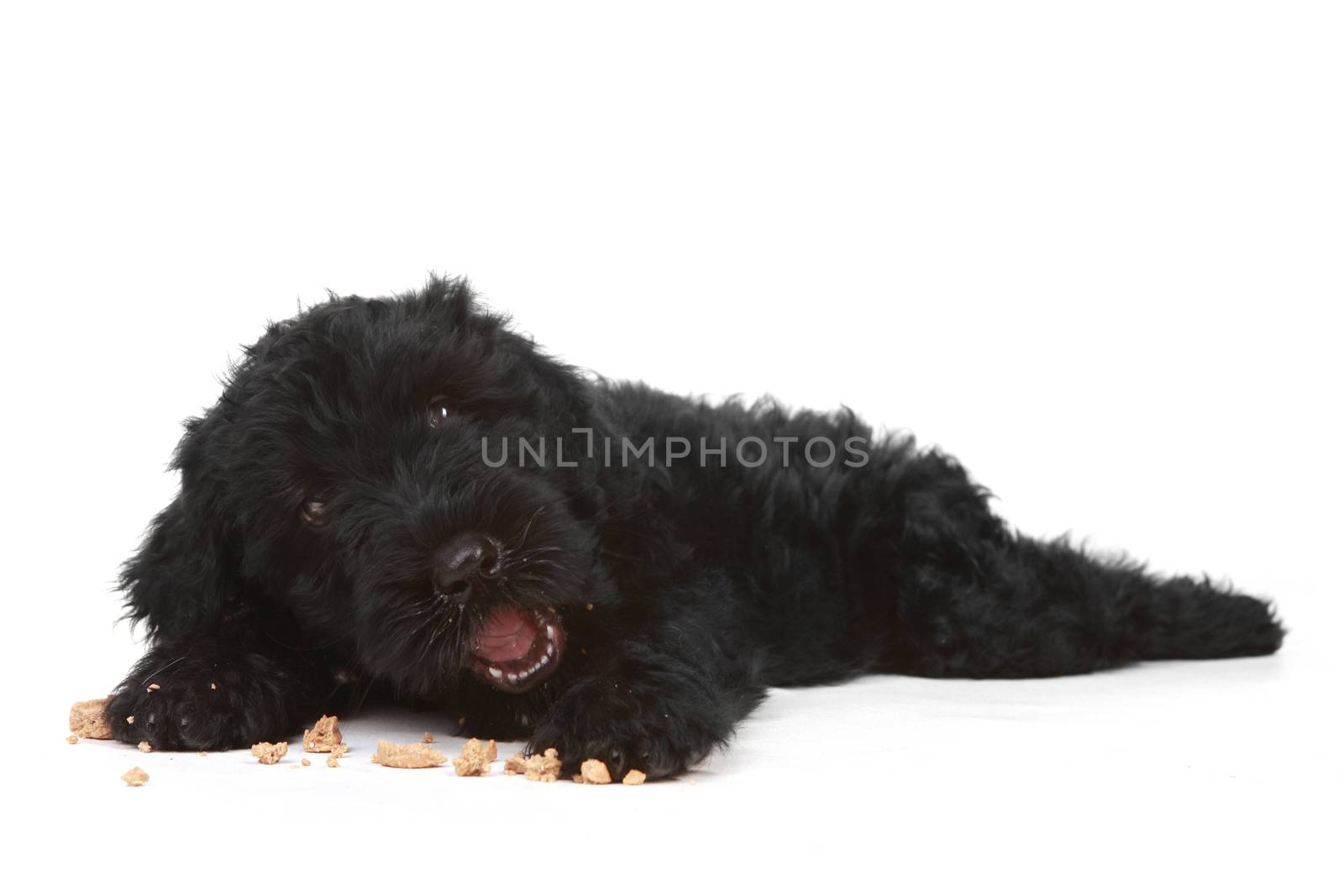 Black Russian Terrier Puppy on a White Background  by tobkatrina