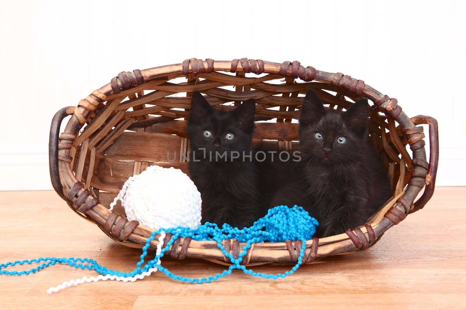 Curious Kittens Inside a Basket on White by tobkatrina