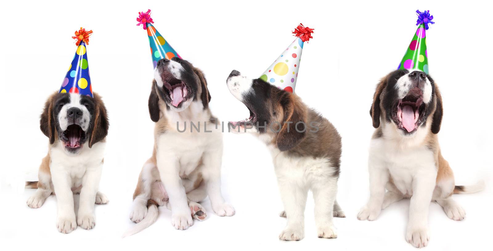 Birthday Singing Saint Bernard Dogs Celebrating