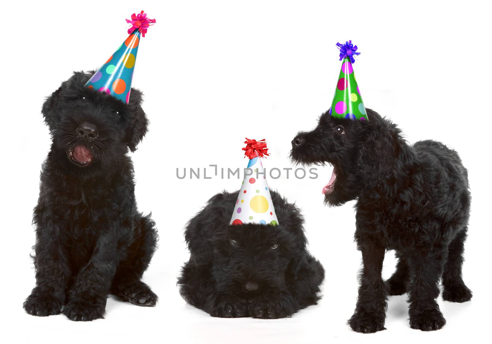 Silly Singing Black Russian Dog Terriers Wearing Birthday Hats