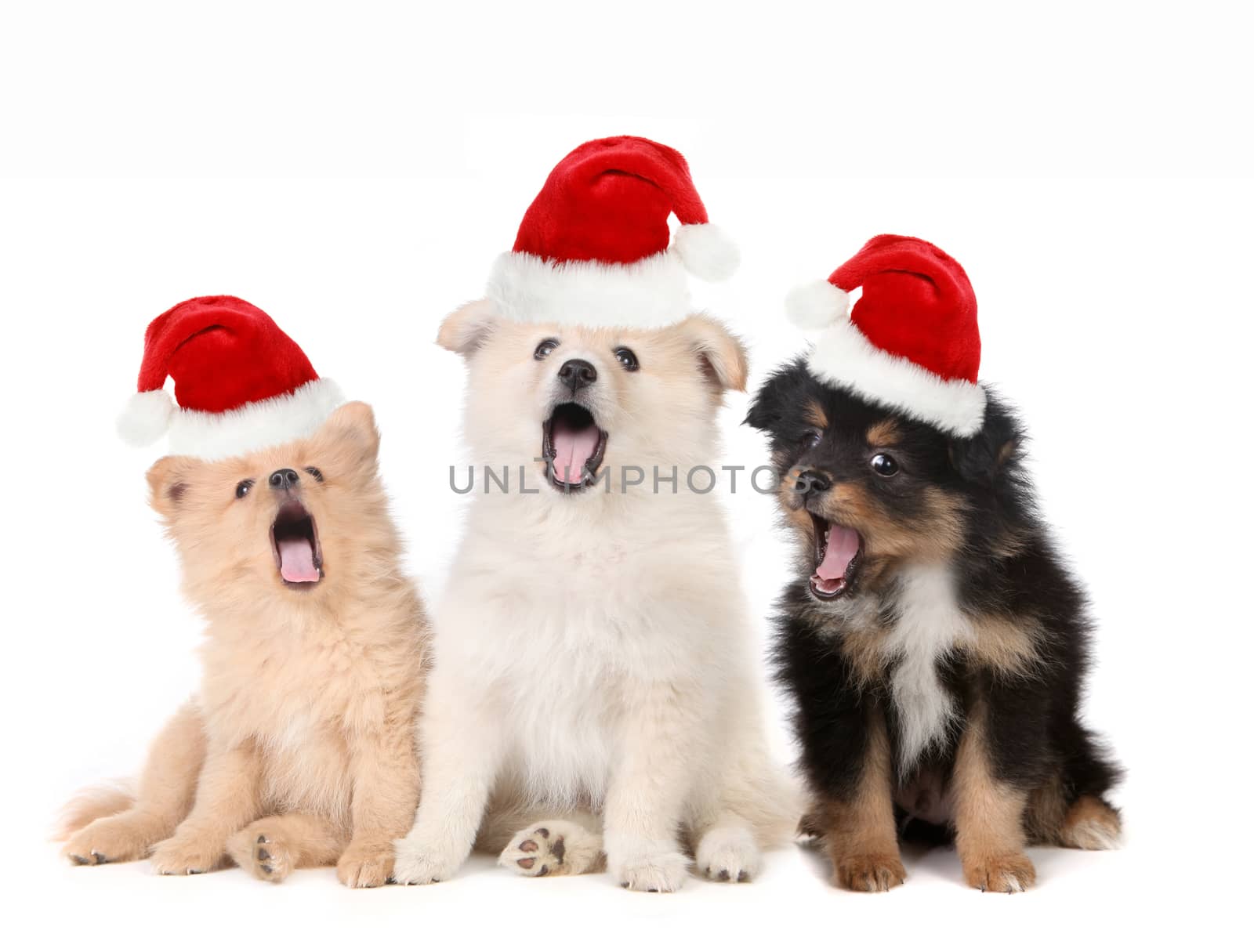 Christmas Puppies Wearing Santa Hats and Singing by tobkatrina