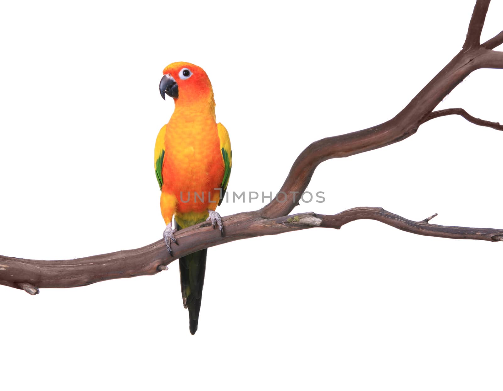 Sun Conure Parrot on a Tree Branch Isolated on White Background