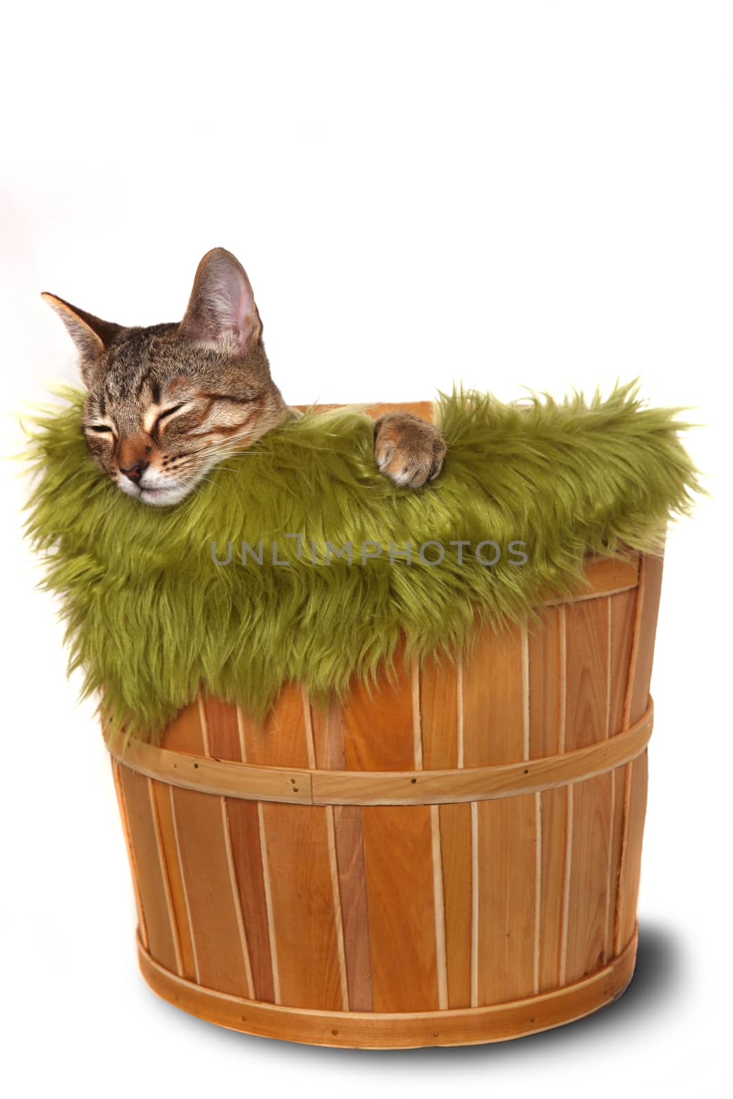 Little kitten in a basket  by tobkatrina