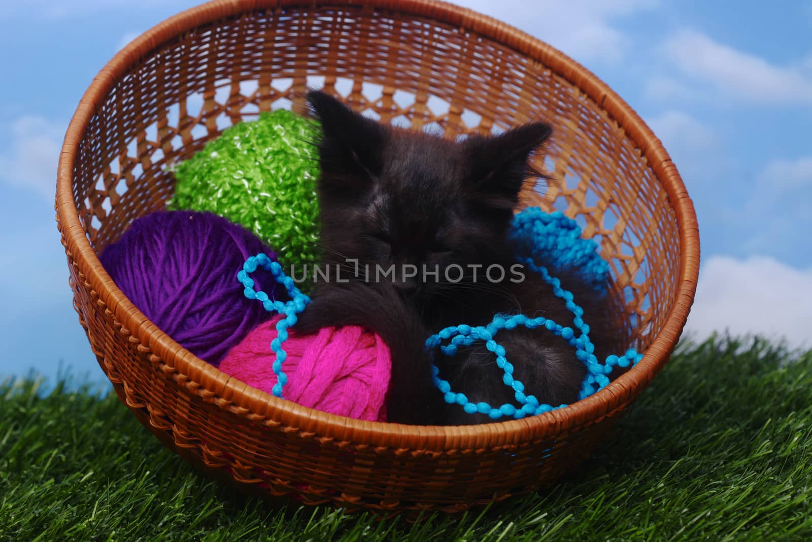 Adorable Kitten in a Case Filled with Yarn  by tobkatrina