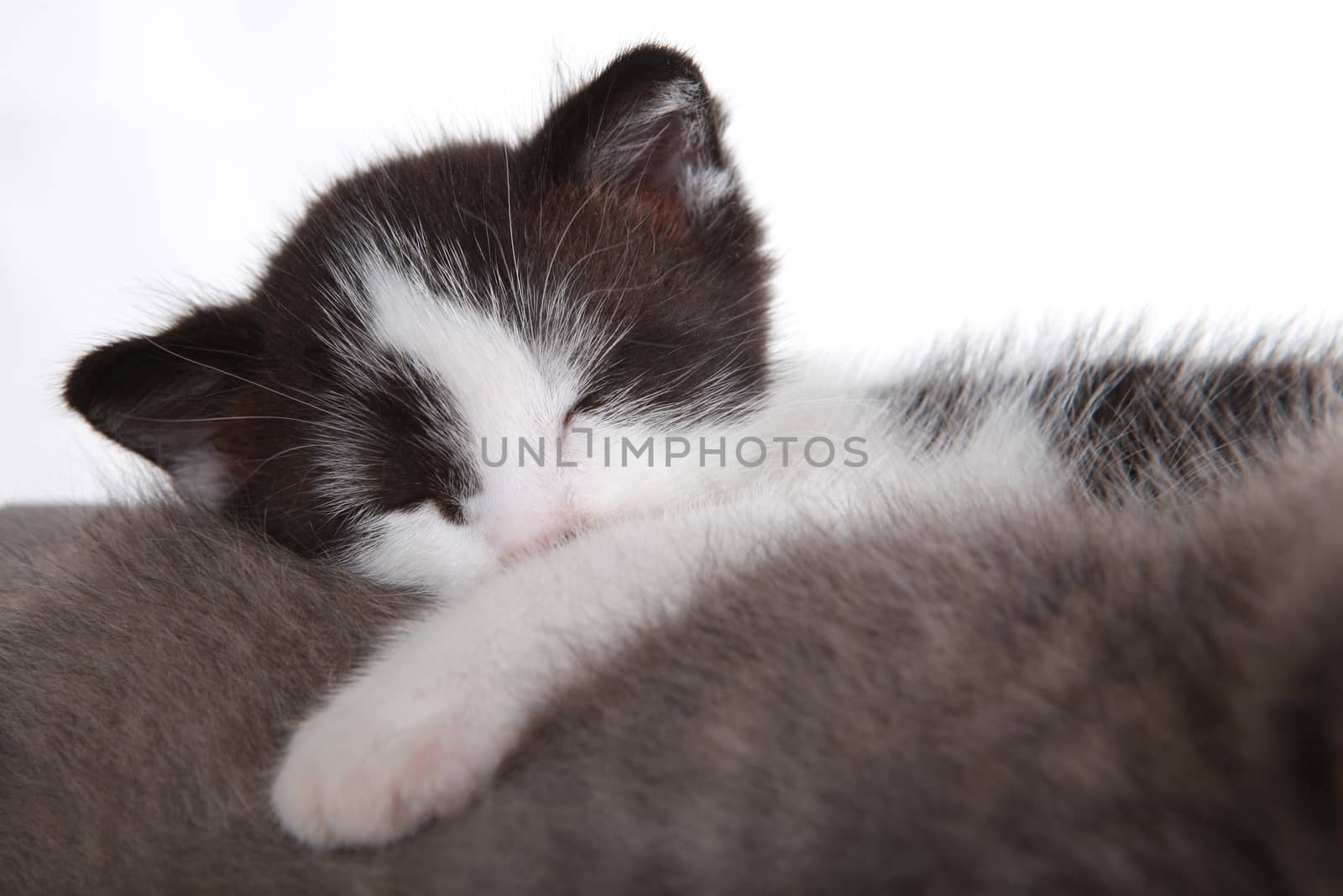 Kitten on White Background Looking Adorable