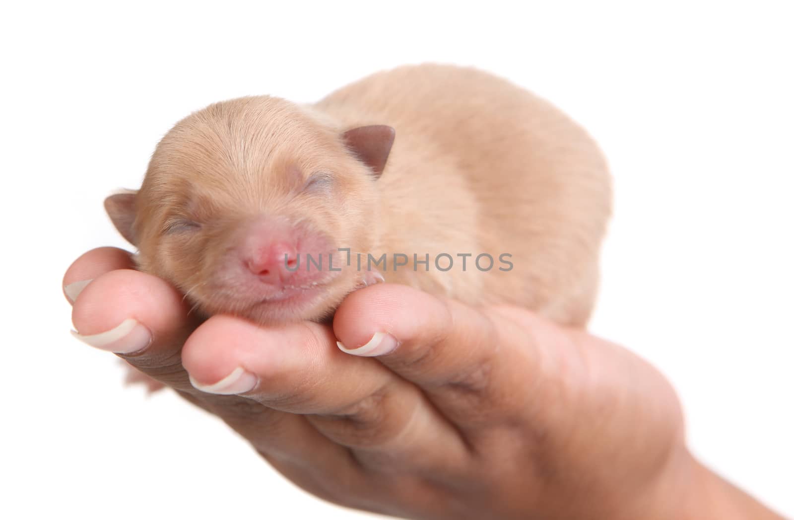 Sleeping Tan Pomeranian Puppy Dog in Hand on White