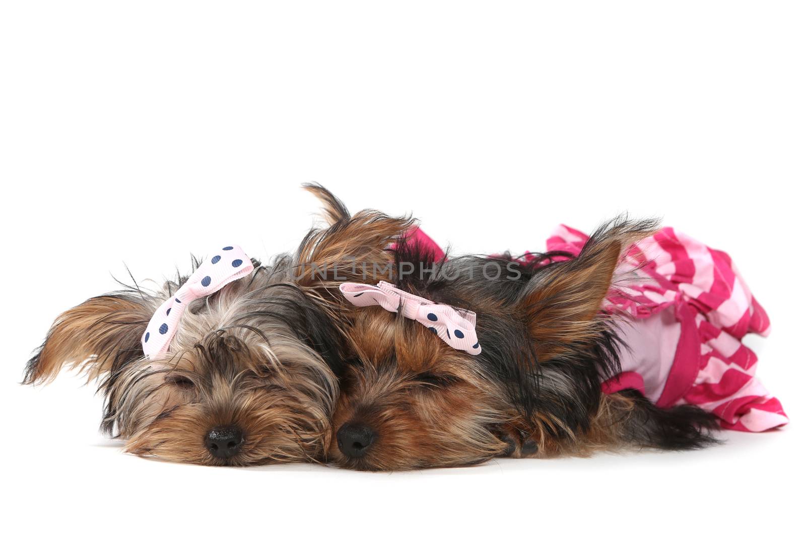 Yorkshire Terrier Puppies Dressed up in Pink by tobkatrina
