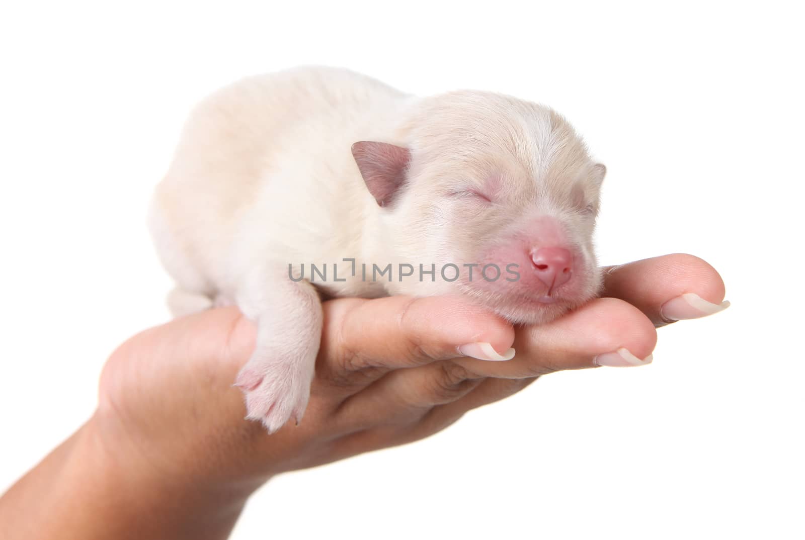 Sweet Sleeping White Newborn Puppy on White by tobkatrina