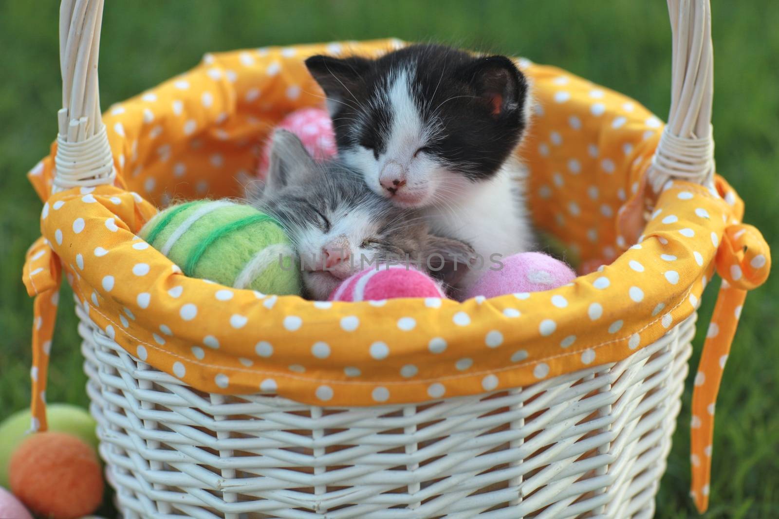 Kittens in a Holiday Easter Basket With Eggs