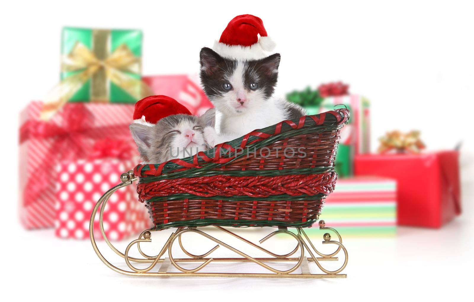 Cute Adorable Kittens Surrounded by Christmas Gifts in Sleigh