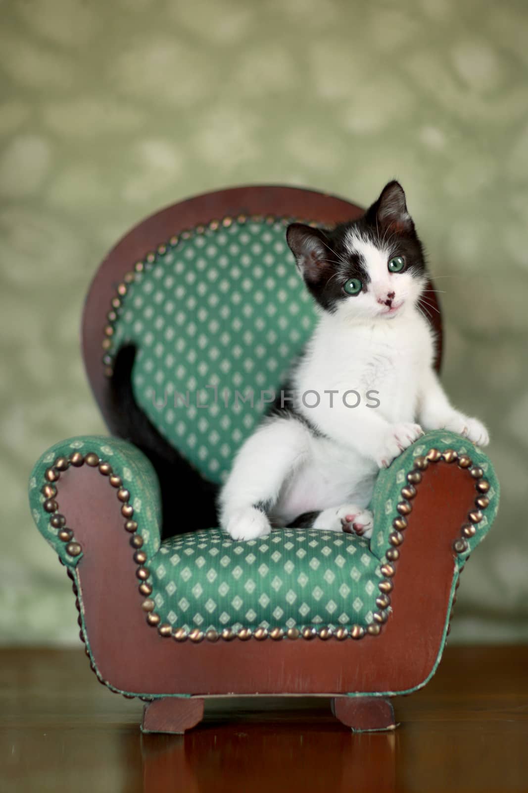 Little Kitten Sitting in a Chair by tobkatrina