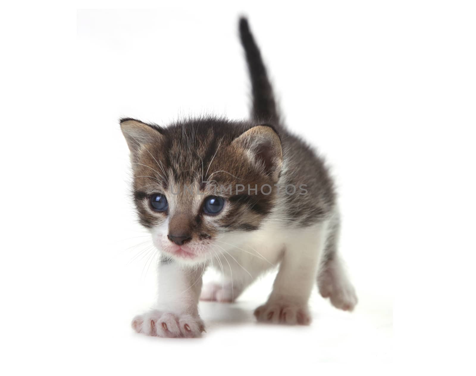 Adorable Cute Kitten on a White Background