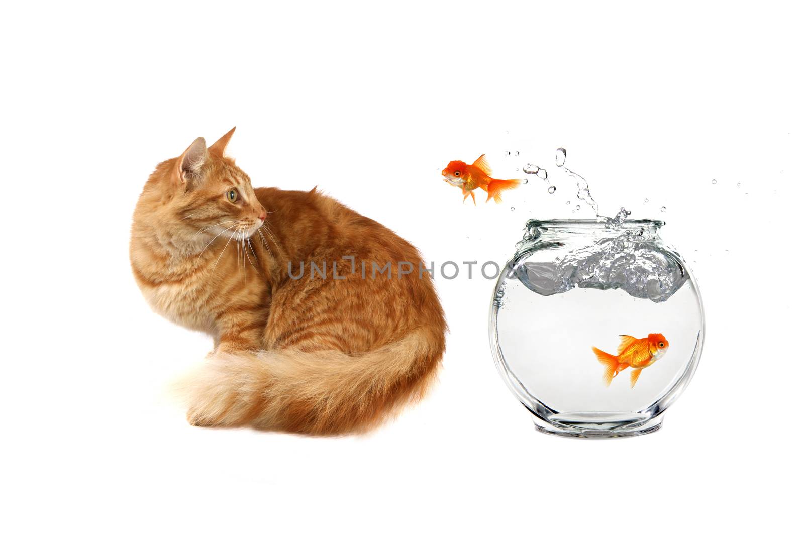 Cat Looking at a Gold Fish Jumping Out of Water on White Background