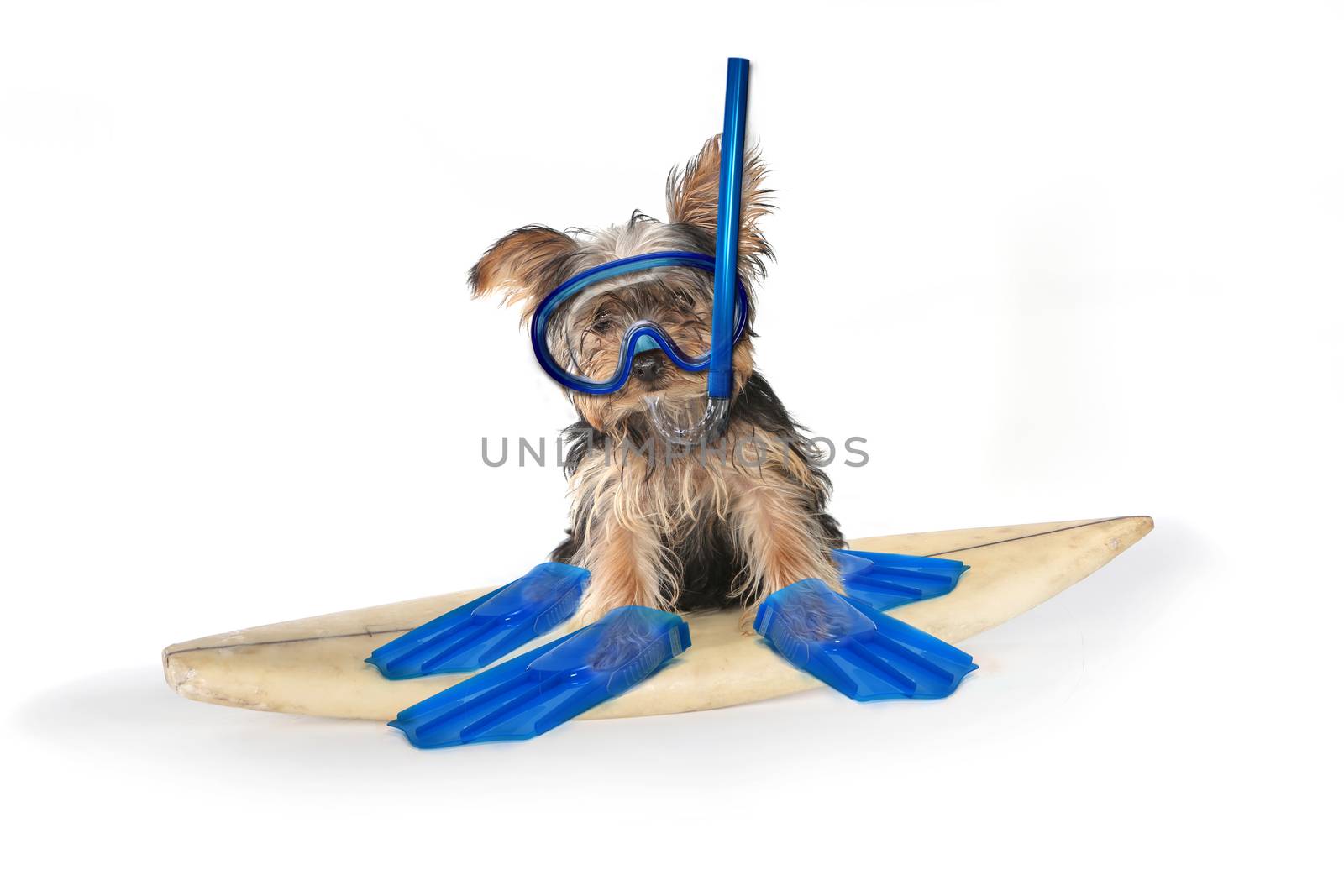 Fun Beach Themed Yorkshire Terrier Perfect for Calendars 
